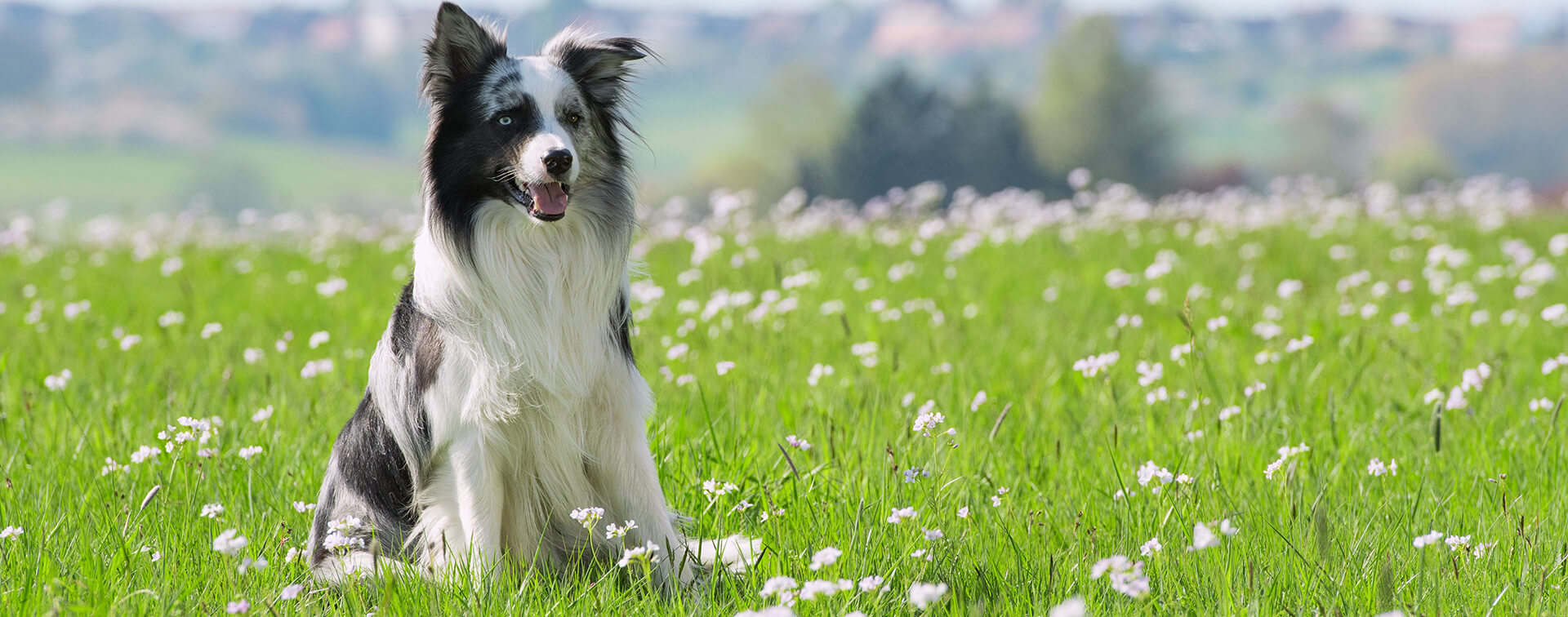 De camping Pors Perón verwelkomt honden in Bretagne in Zuid-Finistère