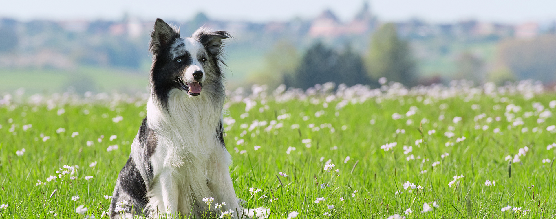 Vos vacances avec votre chien au camping Pors Peron